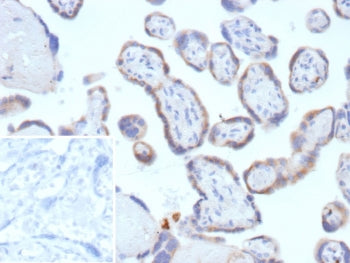 IHC staining of FFPE human placental tissue with Tissue factor pathway inhibitor 2 antibody (clone T