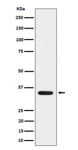 Western blot analysis of DEGS1 expression in human 293 cell lysate using DEGS1 antibody. Predicted m