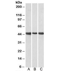 Western blot of human cerebellum (A), rat brain (B) and rat testis (C) lysate with Prokineticin rece