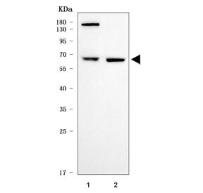 ASC1 Antibody / TRIP-4