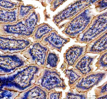 IHC staining of FFPE mouse colon tissue with NMU antibody, HRP-secondary and DAB substrate. HIER: bo
