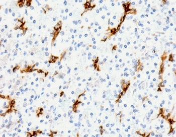 IHC staining of FFPE human pancreas with recombinant MUC6 antibody (clone MUCN6-2R). Required HIER: 