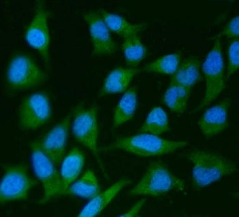 Immunofluorescent staining of FFPE human HeLa cells with IRS2 antibody (green) and DAPI nuclear stai