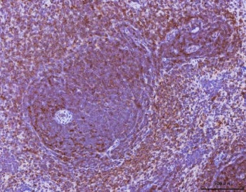 Ccl3 Antibody / Mip-1 alpha