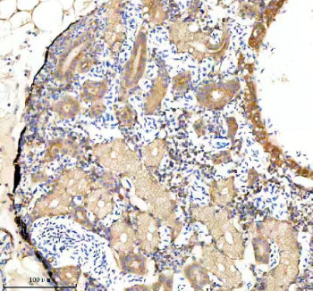 IHC staining of FFPE zebrafish kidney tissue with Zebrafish Gabarap antibody. HIER: boil tissue sect