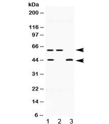 E2F4 Antibody