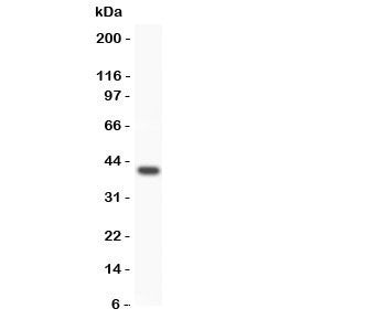 Wnt3A Antibody