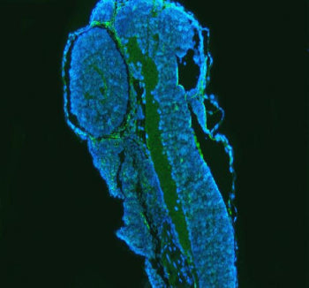 Immunofluorescent staining of FFPE zebrafish embryo tissue with Zebrafish Gbf1 antibody (green) and 