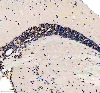Immunohistochemical analysis of Luc7-like protein 3 using Zebrafish Luc7l3 antibody and paraffin-emb