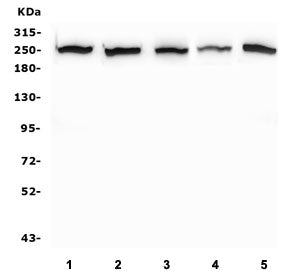 EIF4G1 Antibody