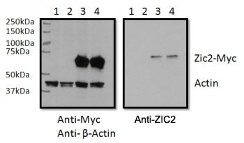 RWPE1 cell lysate overexpressing human ZIC2-MYC tag tested with ZIC2 antibody (0.5ug/ml) in the righ