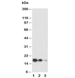 Western blot testing of SCF antibody and Lane 1: recombinant human protein 10ng; 2: 5ng; 3: 2.5ng