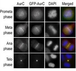 Immunofluorescence staining of HeLa cells expressing GFP-Aurora-C performed at different cellular mi