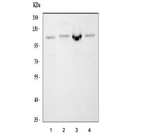 CBL Antibody / Casitas B-lineage lymphoma proto-oncogene