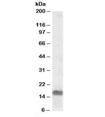 Western blot testing of A549 lysate with EDF1 antibody at 0.3ug/ml. Predicted molecular weight: ~16k