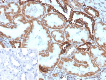 IHC staining of FFPE human kidney tissue with Secretory phospholipase A2 receptor antibody (clone PL