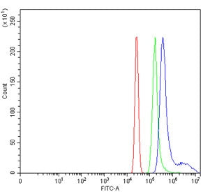 WDR12 Antibody