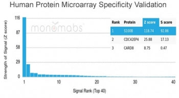 S100B Antibody