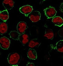 Immunofluorescence staining of human K562 cells with recombinant CD43 antibody (clone CDLA43-2R, gre