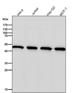 All lanes use the PSMC4 antibody at 1:3000 dilution for 1 hour at room temperature. Predicted molecu