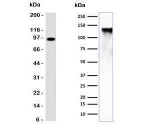 Western blot testing of human spleen lysate (left) and human K562 cell lysate (right) with CD43 anti