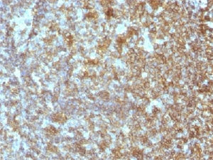 CD45RA Antibody (Leukocyte marker)