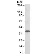 Western blot testing of human liver lysate with TMX1 antibody at 0.01ug/ml. Predicted molecular weig