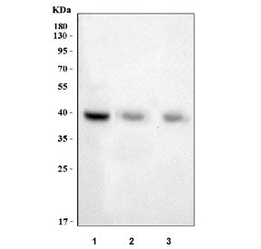 Western blot testing of 1) monkey skeletal muscle, 2) rat skeletal muscle and 3) mouse skeletal musc