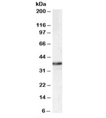 MPG Antibody