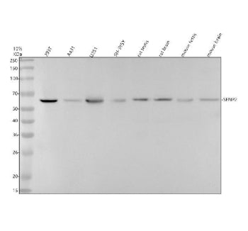SENP2 Antibody / Small ubiquitin-related modifier 1, 100ul