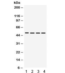 LCAT Antibody