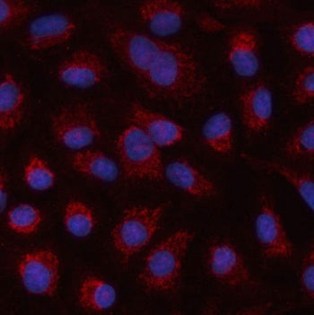 Immunofluorescent staining of FFPE human A549 cells with HSPA4L antibody (red) and DAPI nuclear stai