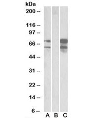 Western blot of HEK293 lysate overexpressing human NRXN1-FLAG probed with Neurexin 1 antibody (0.5ug