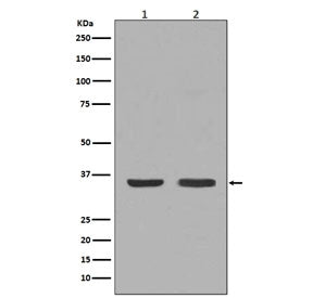 Western blot testing of 1) mouse thyroid and 2) human HeLa lysate with NGF antibody. Predicted molec