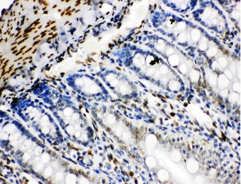 IHC staining of FFPE rat intestinal tissue with Lamin B2 antibody. HIER: boil tissue sections in pH8