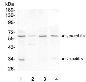 BTLA Antibody / CD272