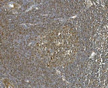 HSC70 Antibody / HSPA8