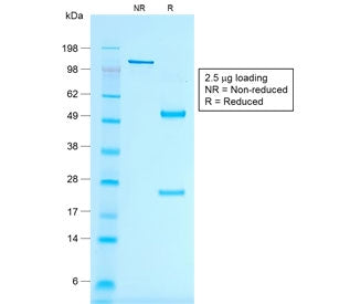 SDS-PAGE analysis of purified, BSA-free recombinant Melan-A antibody (clone rMLANA/788) as confirmat