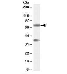 Western blot testing of human cerebellum lysate with NRG3 antibody at 0.3ug/ml. The expected ~75kDa 