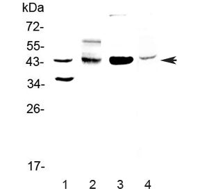 Western blot testing of 1) human HeLa and 2) rat brain, 3) mouse brain and 4) mouse SP20 lysate with