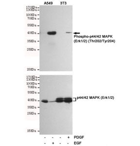 Western blot testing of EGF-treated and untreated A549 cells and PDGF-treated and untreated NIH3T3 c