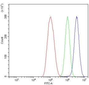 IRF7 Antibody / Interferon regulatory factor 7