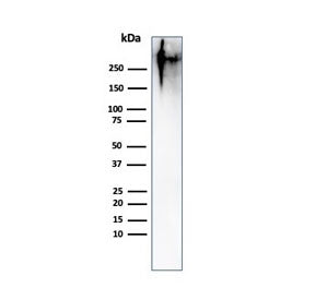 MUC1 Antibody / Mucin-1