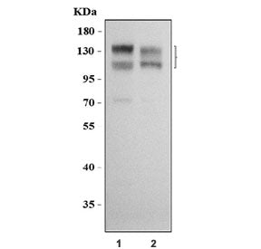 Western blot testing of human 1) 293T and 2) HeLa cell lysate with Nicastrin antibody. Predicted mol