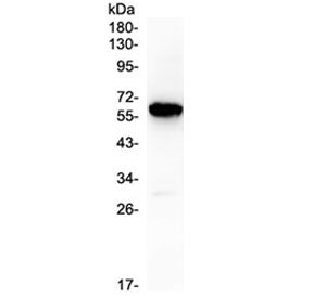 Syndecan-1 Antibody / CD138