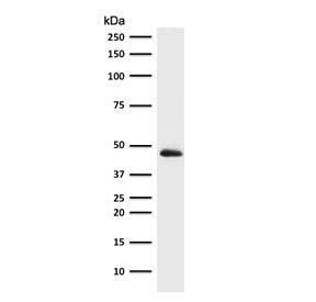 Western blot testing of human HepG2 antibody with Cytokeratin 19 antibody (clone CTKN19-2R). Predict