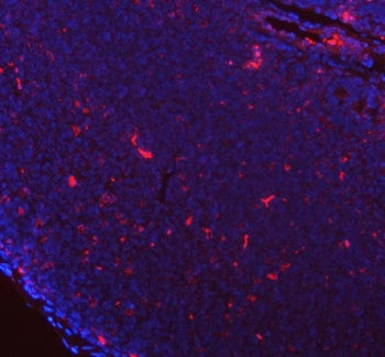 Immunofluorescent staining of FFPE mouse lymph tissue with Gilt antibody (red) and DAPI nuclear stai