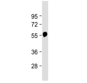 Western blot testing of mouse brain lysate with Beta Tubulin antibody at 1:2000. Predicted molecular