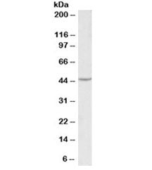 VEGFA Antibody