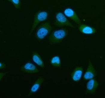 Immunofluorescent staining of STRN3 using anti-STRN3 antibody (green). STRN3 was detected in an immu